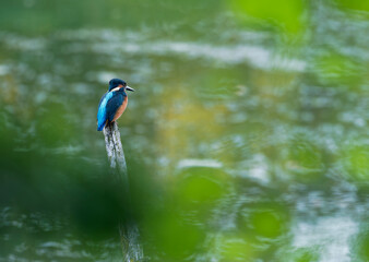 Eisvogel, Alcedo atthis