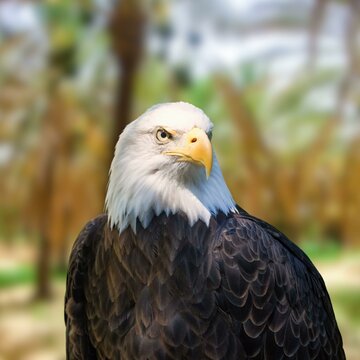 "Graceful Bald Eagle Soaring in the Sky – Majestic American Symbol in Flight. Stunning wildlife photography of a bald eagle with impressive wingspan gliding through the clear blue skies. This iconic b