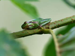 Europäischer Laubfrosch, Hyla arborea, Laubfrosch