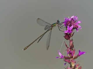Libelle