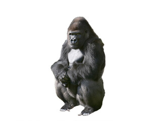 western lowland gorilla isolated on white background