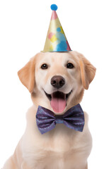 Cute golden retriever dog with birthday hat and bow tie isolated on transparent background.Dog Birthday Party Concept. 