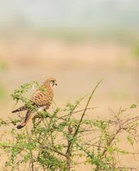 Common Kestrel