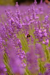 Close up of lavender and bee is flying around. High quality vertical foto