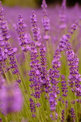 Close up of lavender and bee is flying around. High quality vertical foto