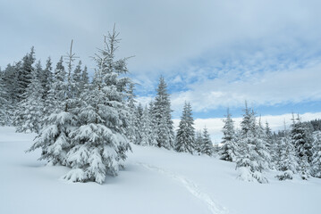 Winter Landscape with Snow-Covered Fir Trees