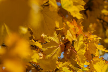 Natural leaf autumn background prfect golden light