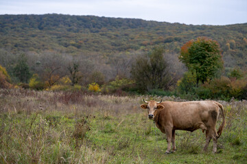 Cow in the meadow. Grazing cows. Dairy cow.