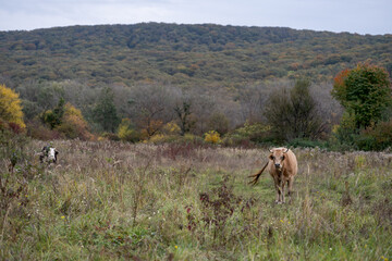 Cow in the meadow. Grazing cows. Dairy cow.