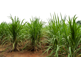 Sugarcane on transparent background with clipping path, suitable for print and web pages.