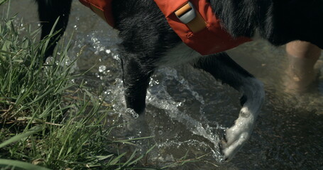 Close-up dog paws walking in water by lake shore captured , wet canine companion in nature