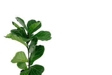Ficus lyrata with large green leaves planted isolated on white background with copy space.