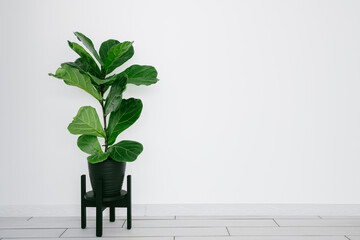 Ficus lyrata with large green leaves planted in black pot on white background modern interior with copy space.