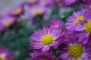 Obraz premium Background of purple chrysanthemums closeup in bright sunlight. Autumn flowers in the garden. Soft focus, natural autumn background. Banner. Side view.