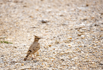 Galerida cristata bird