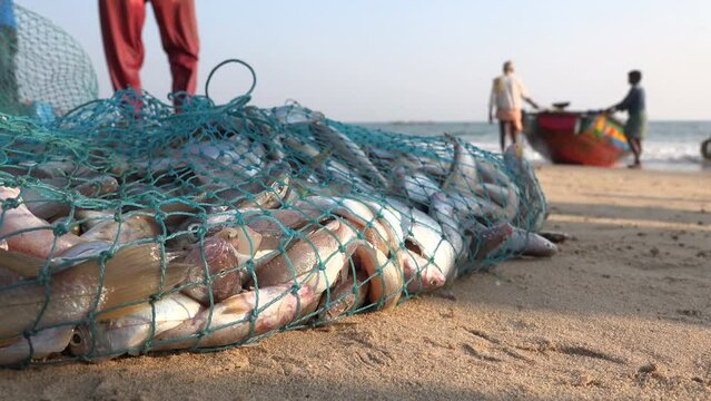 Freshly caught fish goes right on sale on the beach in Puri, India