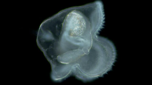 Pilidium larva of worm Heteronemertea under microscope, genus Cerebratulus ssp. With help of cilia, it floats in the water column. White sea
