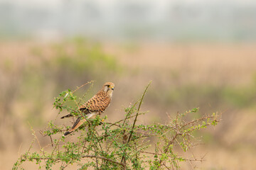 Common Kestrel