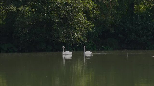 Mute Swan in natural ambient, pair (Cygnus olor) - (4K)
