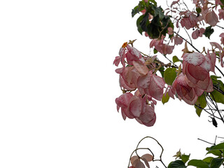 Beautiful flower isolated on white background.