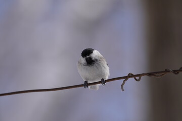 Marsh Tit　ハシブトガラ　Parus palustris