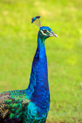 Naklejka premium portrait of a peacock