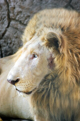 Naklejka premium close up portrait of a lion