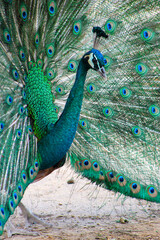 Fototapeta premium Peacock Sea Green With Feathers
