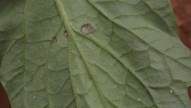 Diseases caused by needle fungus on tomato leaves in Lam Dong, Vietnam 