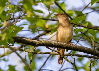 thrush nightingale