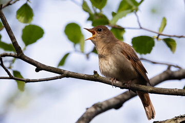 thrush nightingale