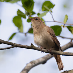 thrush nightingale