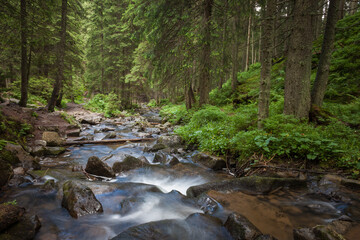 Naklejka na ściany i meble Mountain stream in the woods. Carpathians