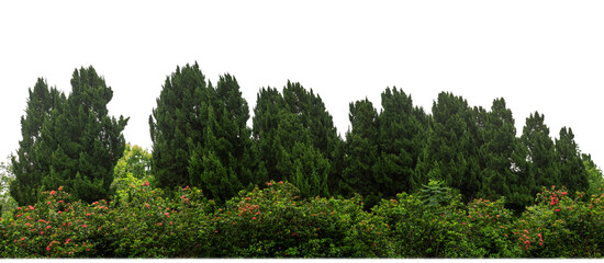 Pine trees tree for christmas isolated on transparent background.are Forest for both printing and web pages with cut path and alpha channel.