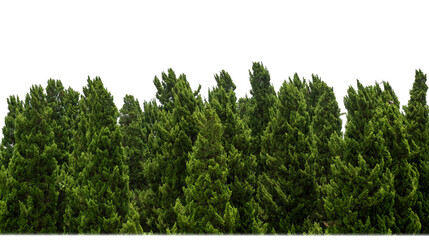 Pine trees tree for christmas isolated on transparent background.are Forest for both printing and web pages with cut path and alpha channel. - obrazy, fototapety, plakaty