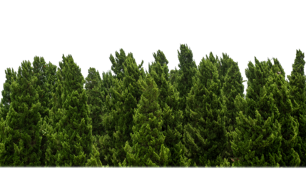 Pine trees tree for christmas isolated on transparent background.are Forest for both printing and web pages with cut path and alpha channel.