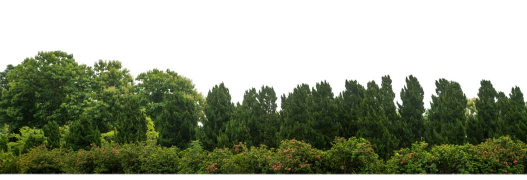 Pine trees tree for christmas isolated on transparent background.are Forest for both printing and web pages with cut path and alpha channel.