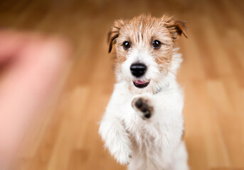 Cute dog puppy begging for snack food and giving paw. Puppy training background. Friendship,...