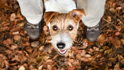 Cute dog puppy with her owner in the autumn forest, pet walking banner