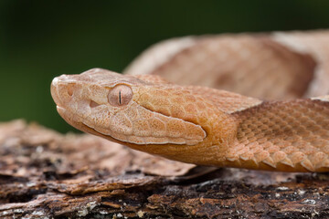 Venomous Southern Copperhead Snake