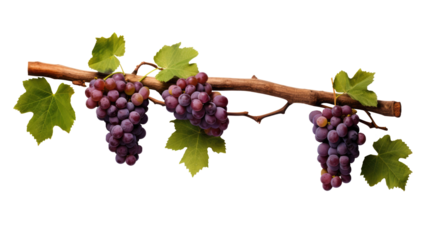 red grapes on a branch with leaves isolated on a transparent background