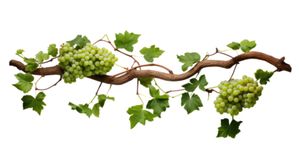 green grapes on a branch with leaves isolated on a transparent background