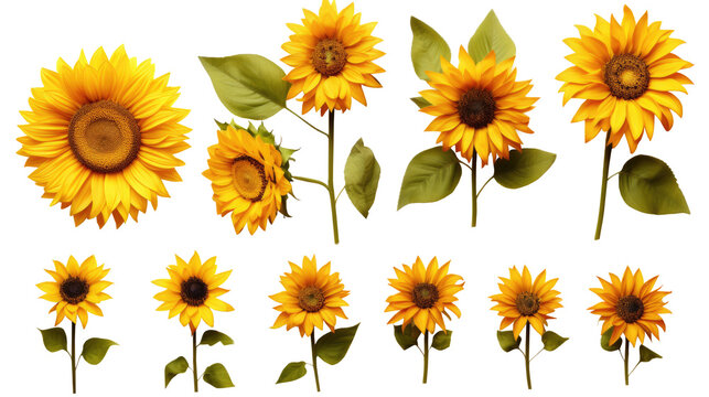 Sunflowers collection on the transparent background. Yellow flower. Seeds oil. Flat lay, top view