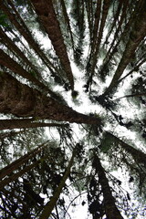 Fototapeta premium EL bosque
