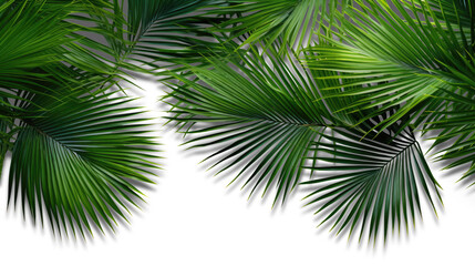 Obraz premium Palm branches in the corners, tropical plants decoration elements