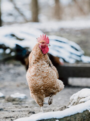 Huhn im Schnee
