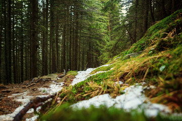 Winter path in the forest, in the mountains. Carpathians