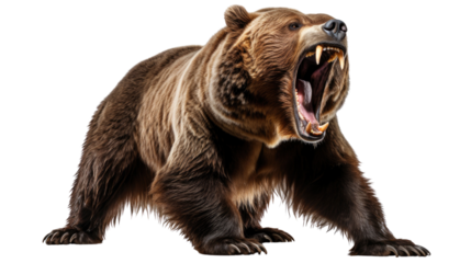 brown bear isolated on transparent