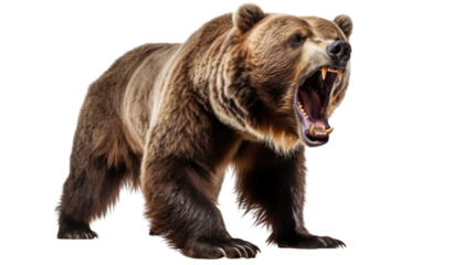 brown bear isolated on transparent