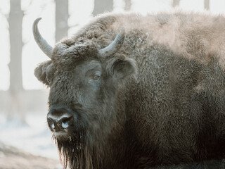 Wisent portrait
